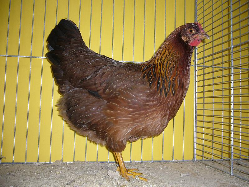 Hannover 2008 250.jpg - Welsumer rost-rebhuhnfarbig von Bernd Winter  Preis V 97 EB